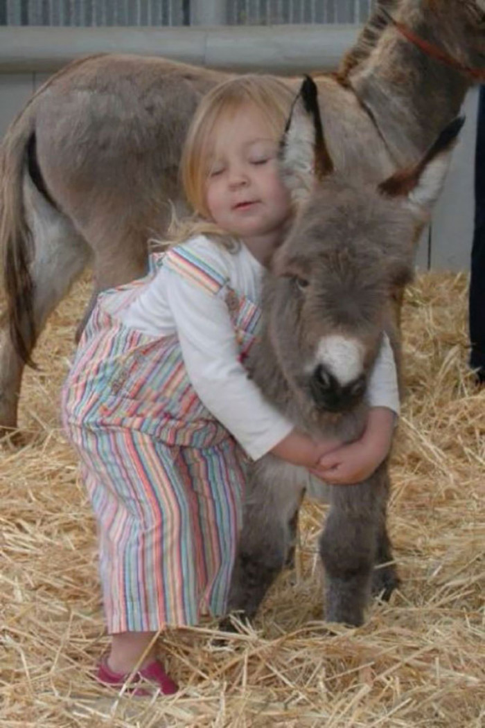 74+ Adorable Baby Donkeys That You’ll Want To Cuddle ASAP