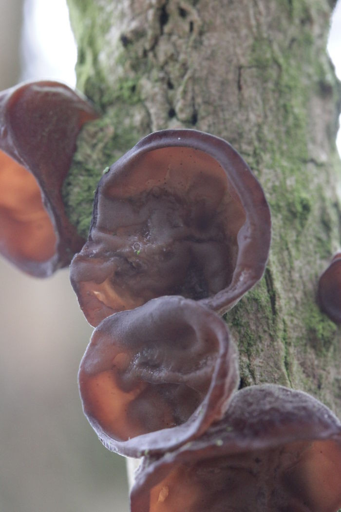 Creepy Fungus Called The 'Dead Man’s Fingers' Is Kind Of Disturbing