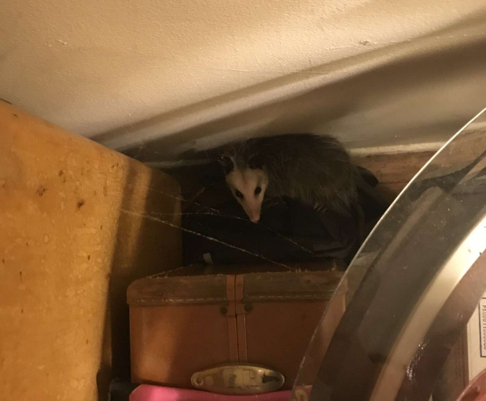 Possum Aspiring To Be The Cat Sneaks Into A House In The Middle Of The