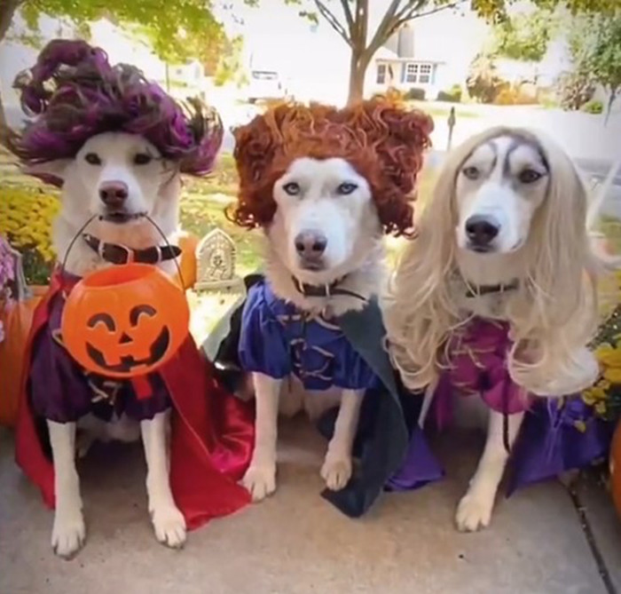 40 Pets With Awesome Halloween Costumes