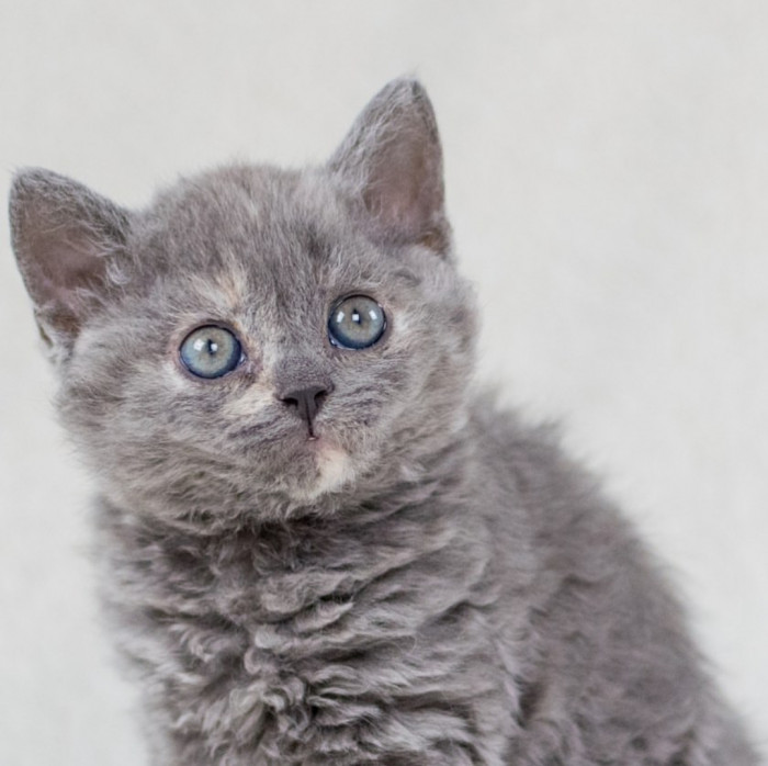 Curly Cats That Prove 'Poodle Cats' Are Ridiculously Adorable