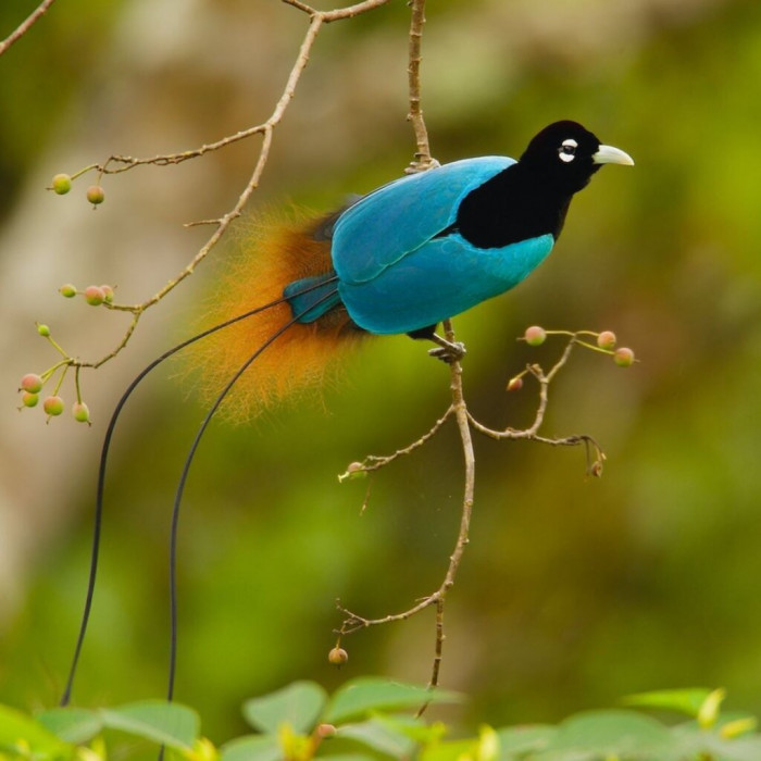 Breathtaking Blue Bird Of Paradise Dances Gracefully As It Shows Off