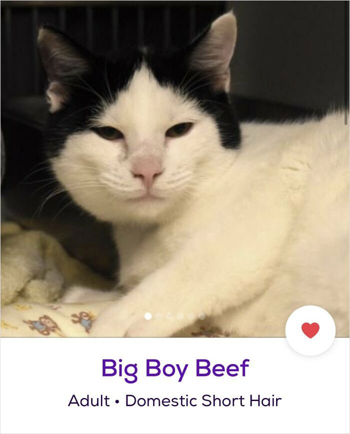 Here Is An Inspiring List Of Most Creative And Weird Pet Names You Will