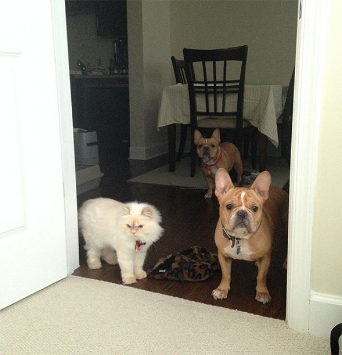 People Who Have 3 Or More Pets Share What Their Hilarious Life Is Like