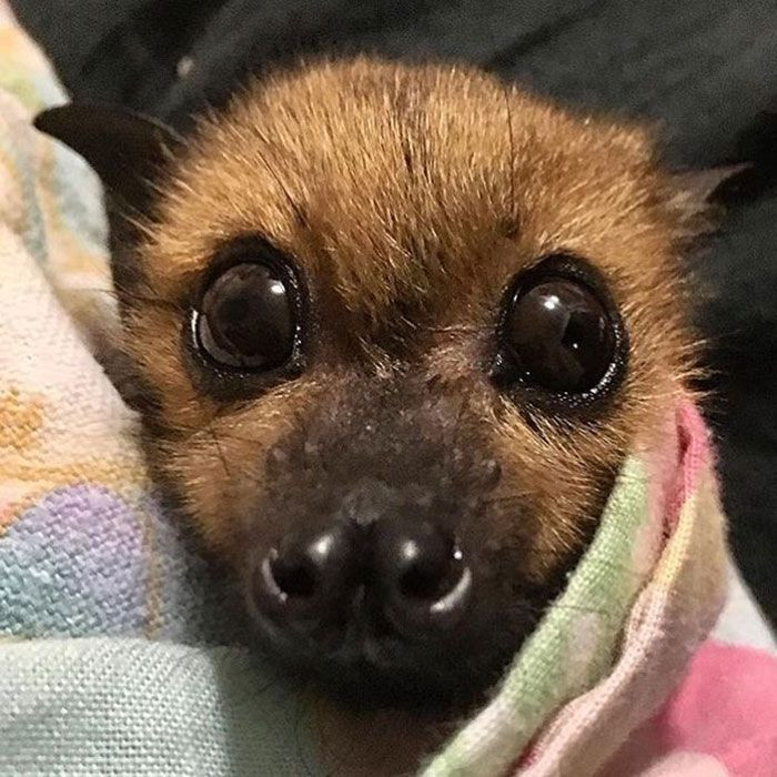 A Bat Rescue Association Shared These Photos Of Bats Being Adorable To