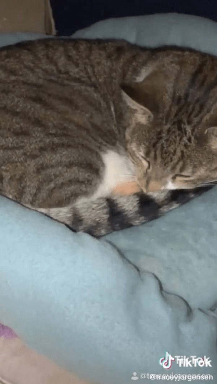 Cats Protect Eggs In This Adorable TikTok Challenge You Need To See