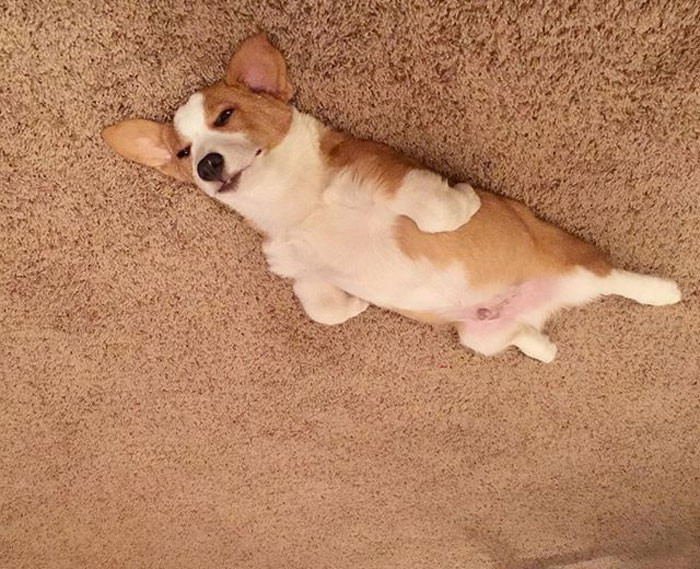Adorable Dogs Look Like They Floated And Ended Up Stuck In The Ceiling
