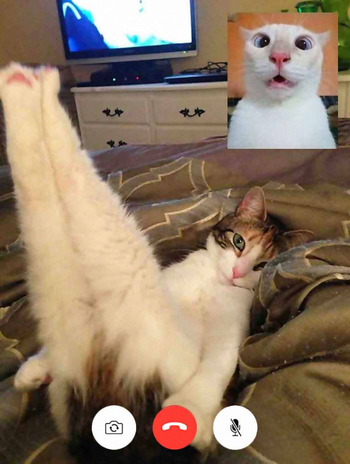 Hilarious Cat Pics From “Cat Video Calls” Actually Seem Pretty Naughty