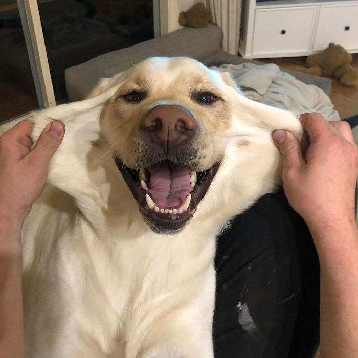 Cute Dogs With Extra Skin Look Adorable As Heck