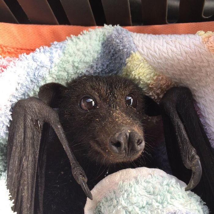 A Bat Rescue Association Shared These Photos Of Bats Being Adorable To