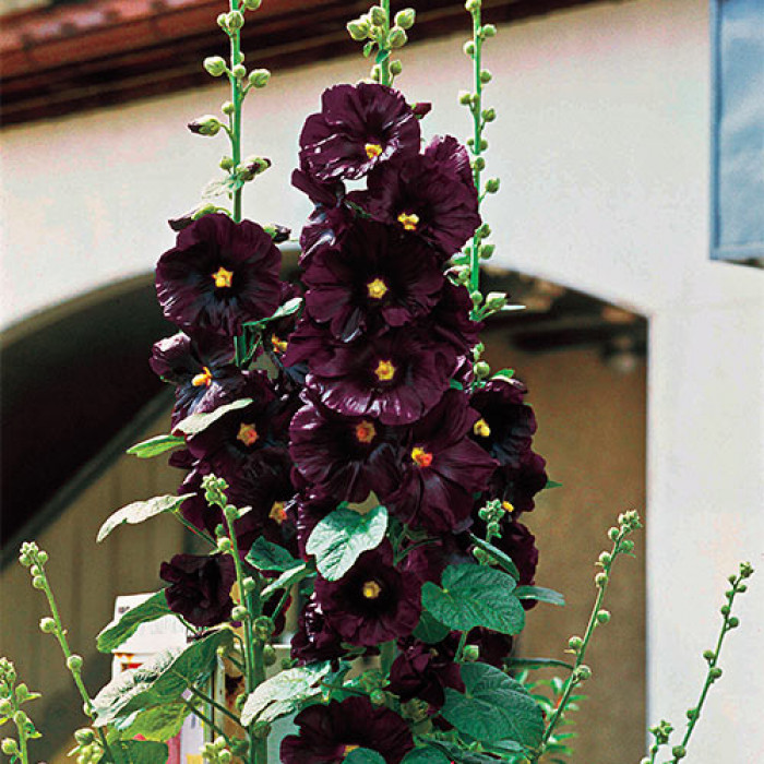 Stunning Gothic Flowers For You To Obsess Over