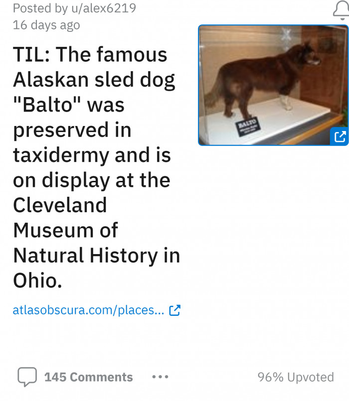 Redditor Posts Fascinating Facts About A Hero Dog Named "Balto" And The