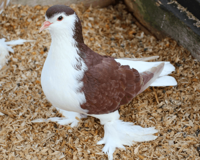 Here Are 20 Of The World's Most Elegant And Beautiful Breed Of Pigeons