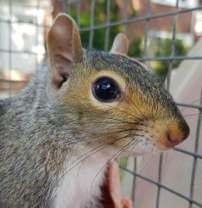 Adorable Baby Squirrel Rejected By Its Mom Decides To Stay With A Man