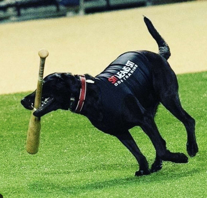 Popular Bat Dog Goes Viral After Deciding To Play A Game Of Fetch In