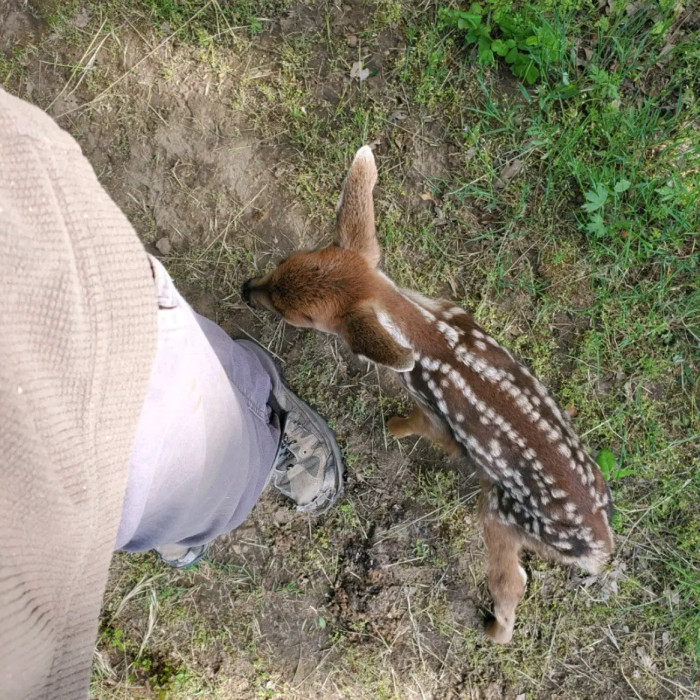 Abandoned Baby Deer Forms Bond With A Family After Begging For Help