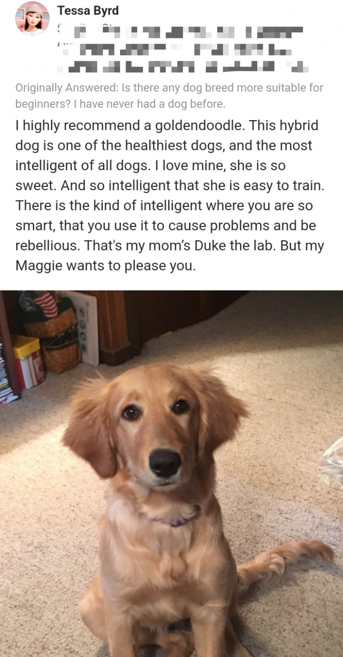 10 Detailed Answers About Good Dog Breeds That Are Best Suited For