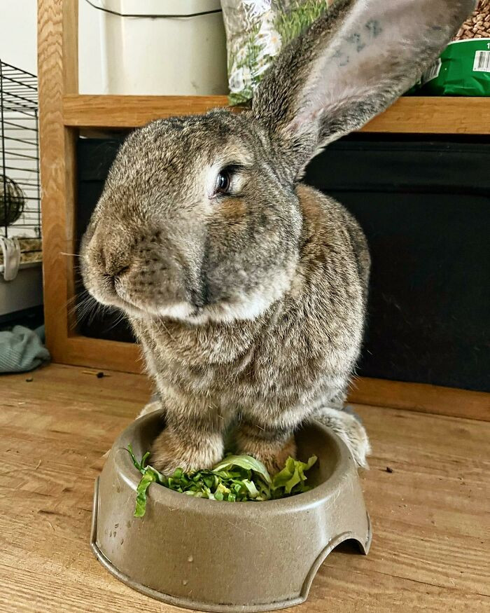 Meet Guus, A 22lb Giant Flemish Rabbit, Whose Size And DogLike Personality Make People Fall In