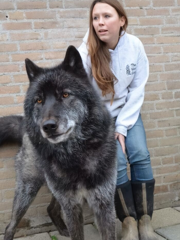 51 WolfDog Owners Share Photos That Show How Magnificent These Animals Are