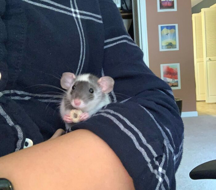50 Cute Pictures Of Pet Rats That Just Might Persuade You To Get One