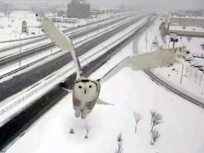 Montreal Traffic Camera Catches Stunning and Unbelievable Images of a
