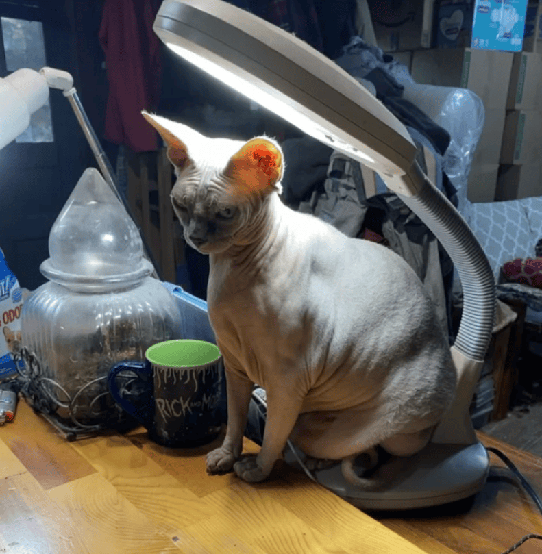 The Bald Beauty Exploring The Fascination With Sphynx Cats