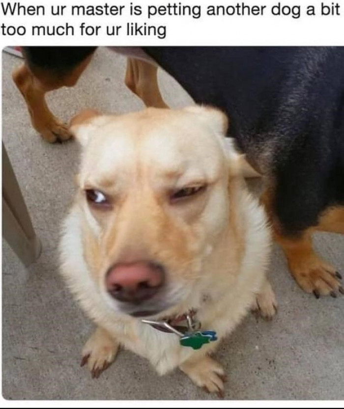 30 Funny Dog Memes That Will Lift Your Mood And Make You Your