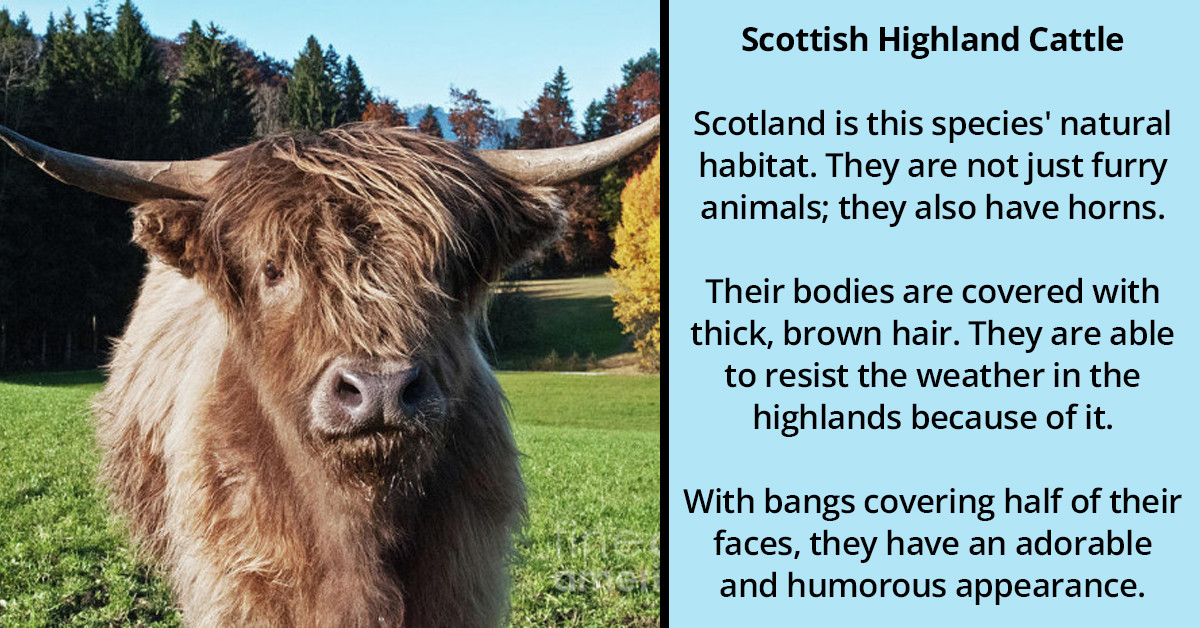 Here Are Five Of The Most Stunning Animals With Fur So Beautiful They