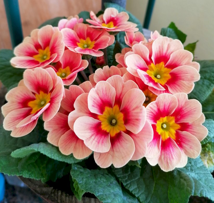 PINK PRIMROSES Play Jigsaw Puzzle for free at Puzzle Factory