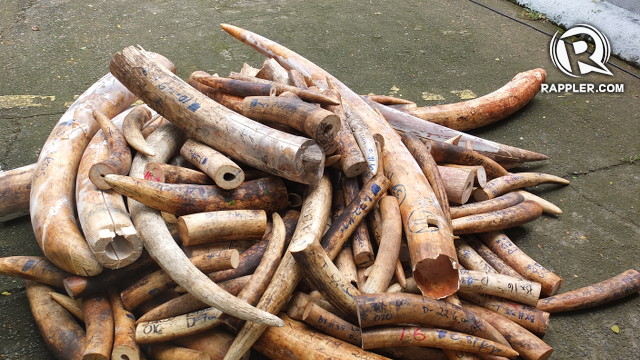 P420M worth of ivory tusks crushed in symbolic act