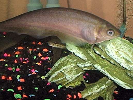 Xeno My african brown knife fish Rate My Fish Fish and Fishing
