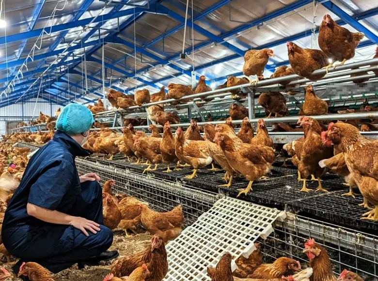 Lay chicken farm business for sale It has an egg production volume of