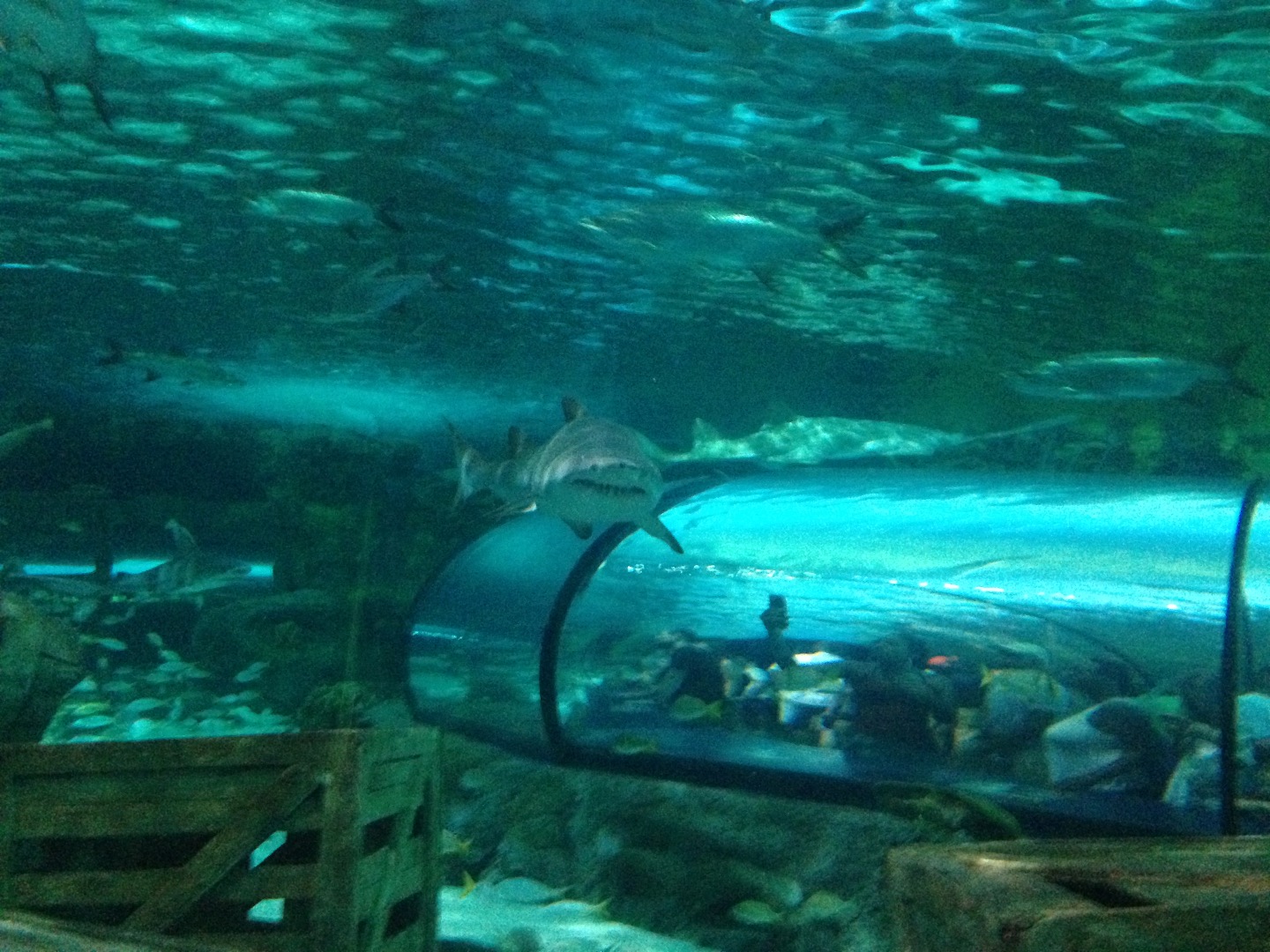 Ripley’s Aquarium Myrtle Beach Myrtle Beach Aquarium