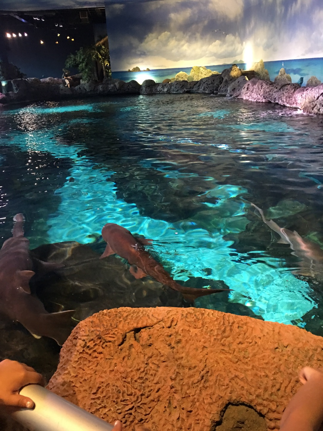 Ripley’s Aquarium of the Smokies Gatlinburg Aquarium Tickets