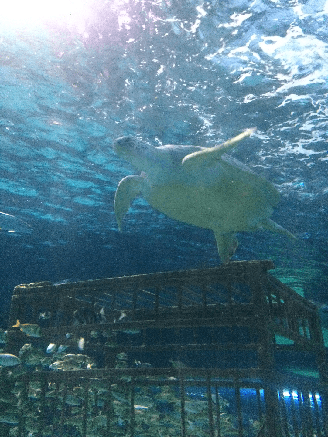 Ripley’s Aquarium Myrtle Beach Myrtle Beach Aquarium