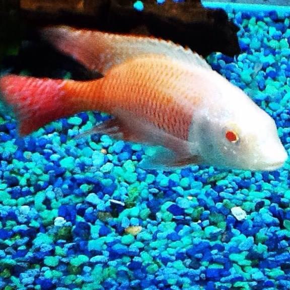 A Walk Down Main Street Jerseyville, Illinois