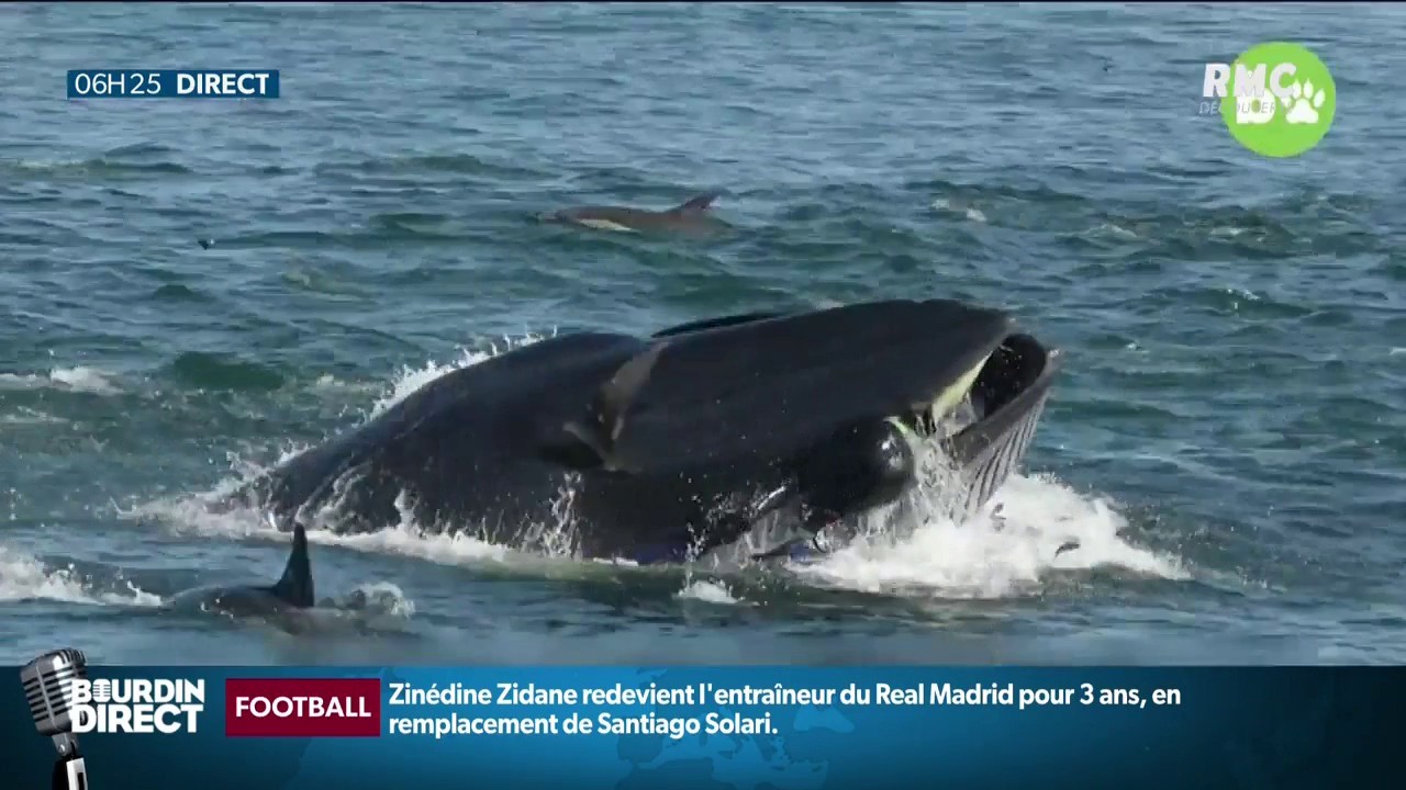 Une baleine avale un plongeur et le recrache vivant SFR News