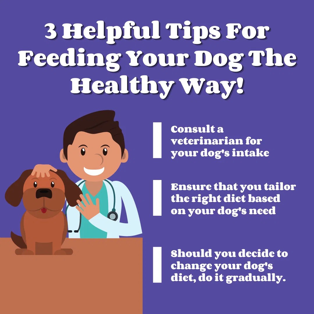 3 Helpful Tips For Feeding Your Dog The Healthy Way! Business