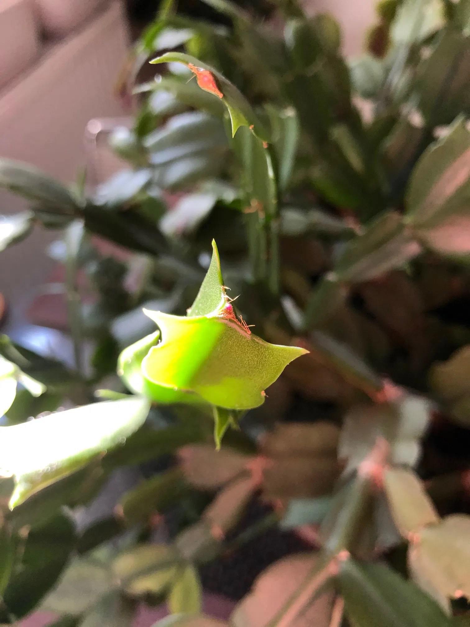 How to Grow Christmas & Thanksgiving Cacti