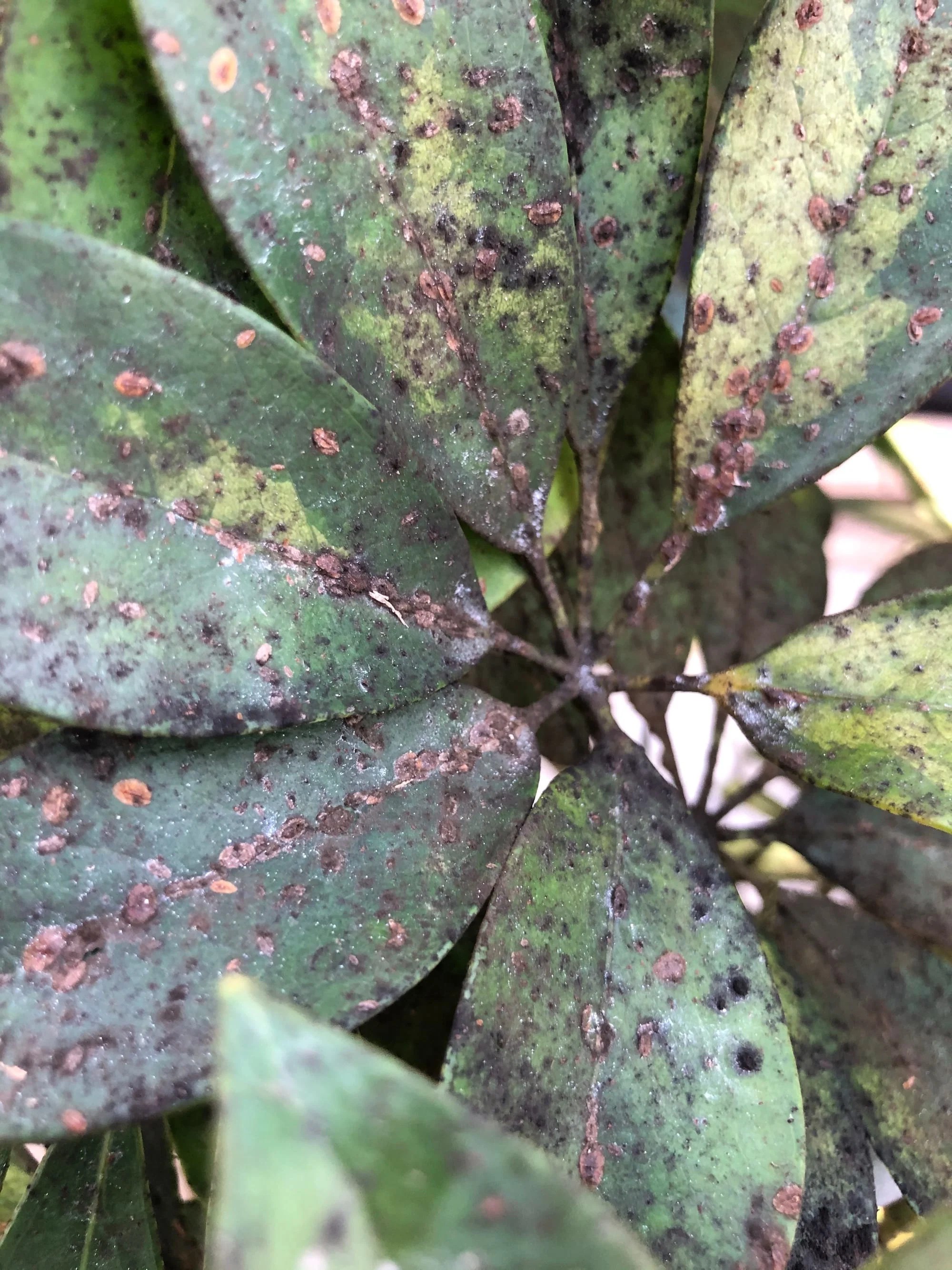 StepbyStep Guide on Killing Houseplant Scale for GOOD!