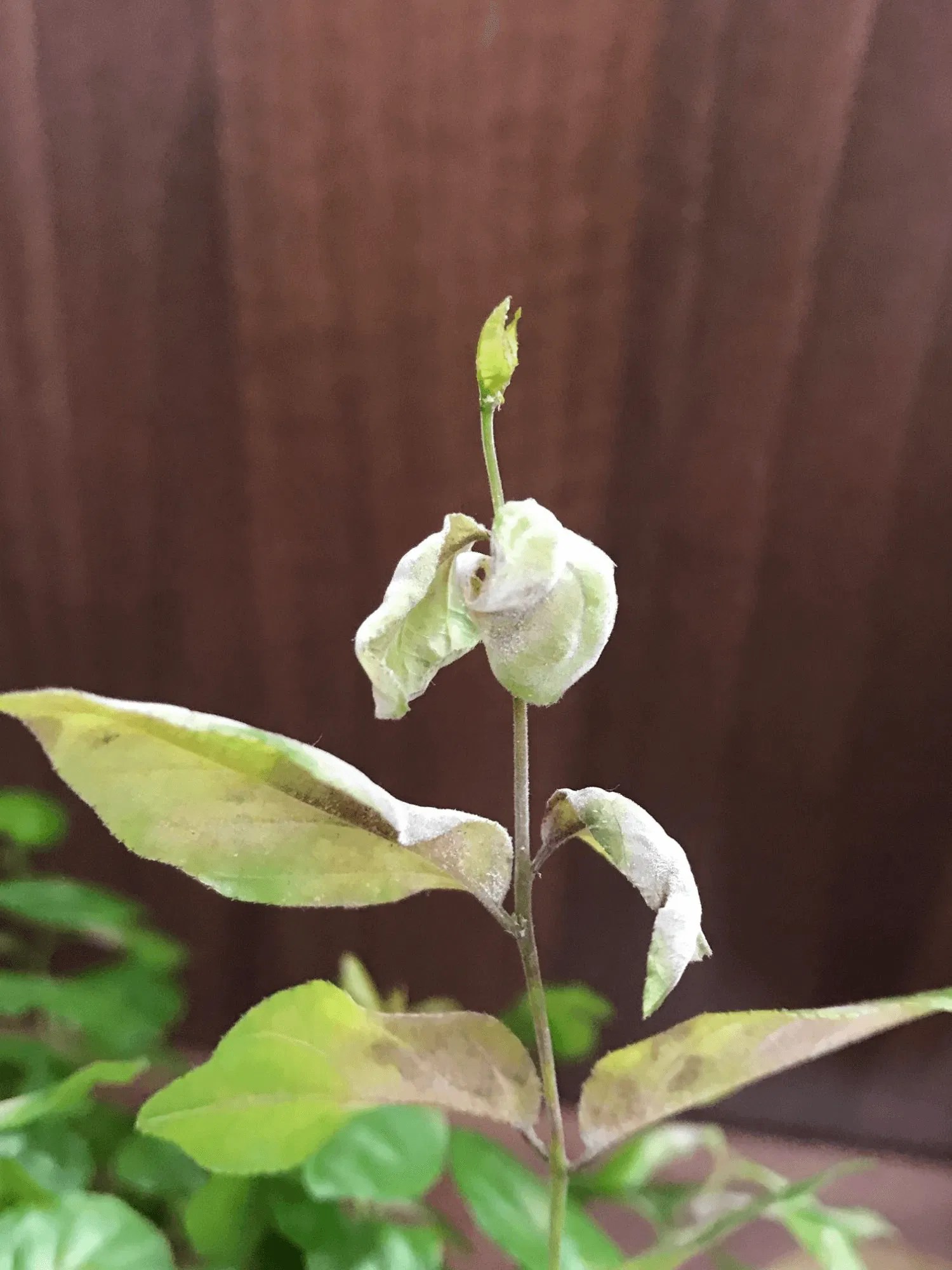 A List of Houseplant Diseases & Viruses