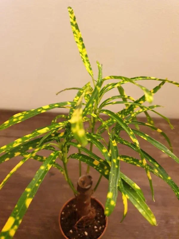 How to Grow Indoor Crotons! (Codiaeum Petra)