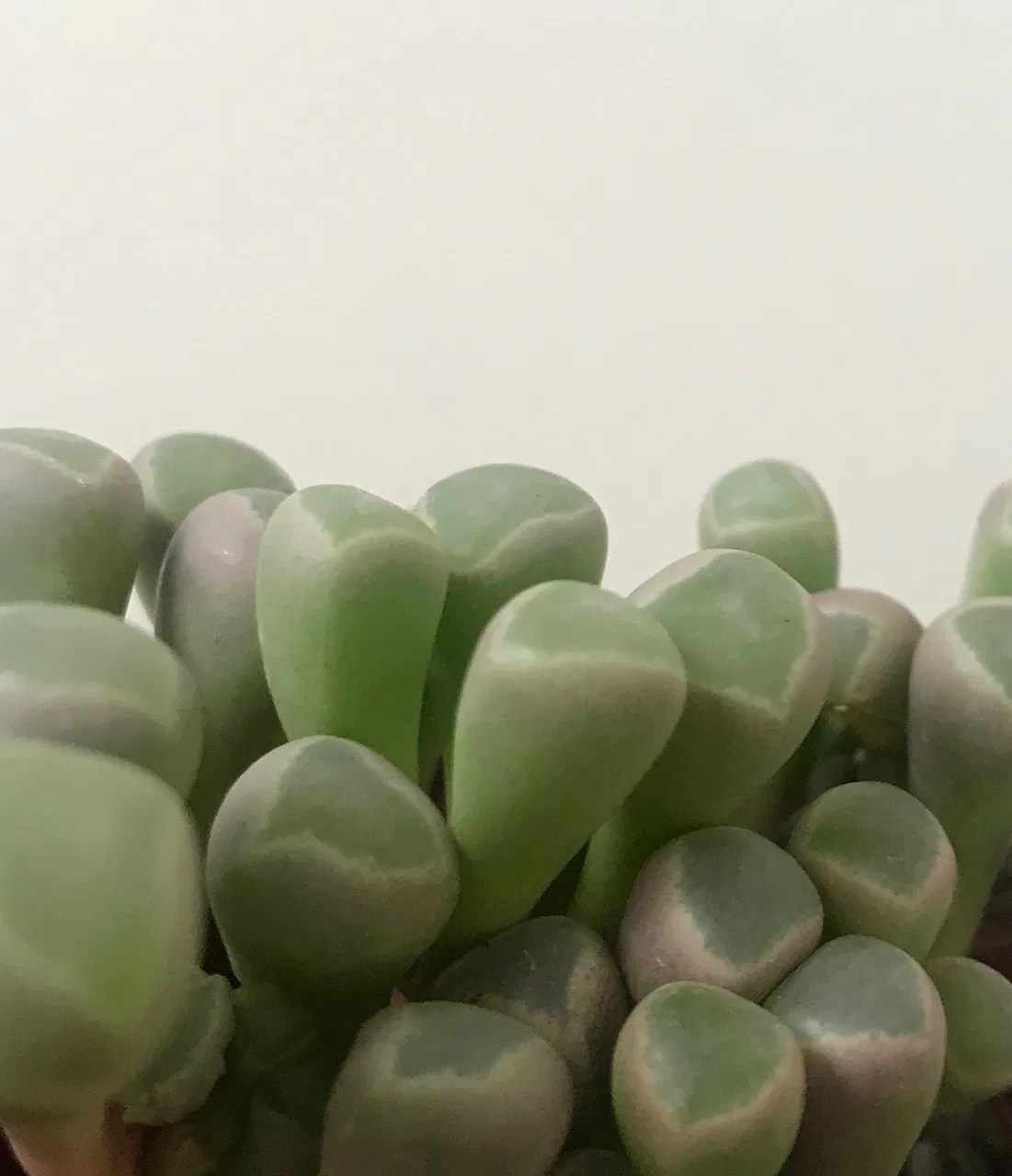 Top Tips for Growing Indoor Lithops (Living Stones & Pebble Plants)