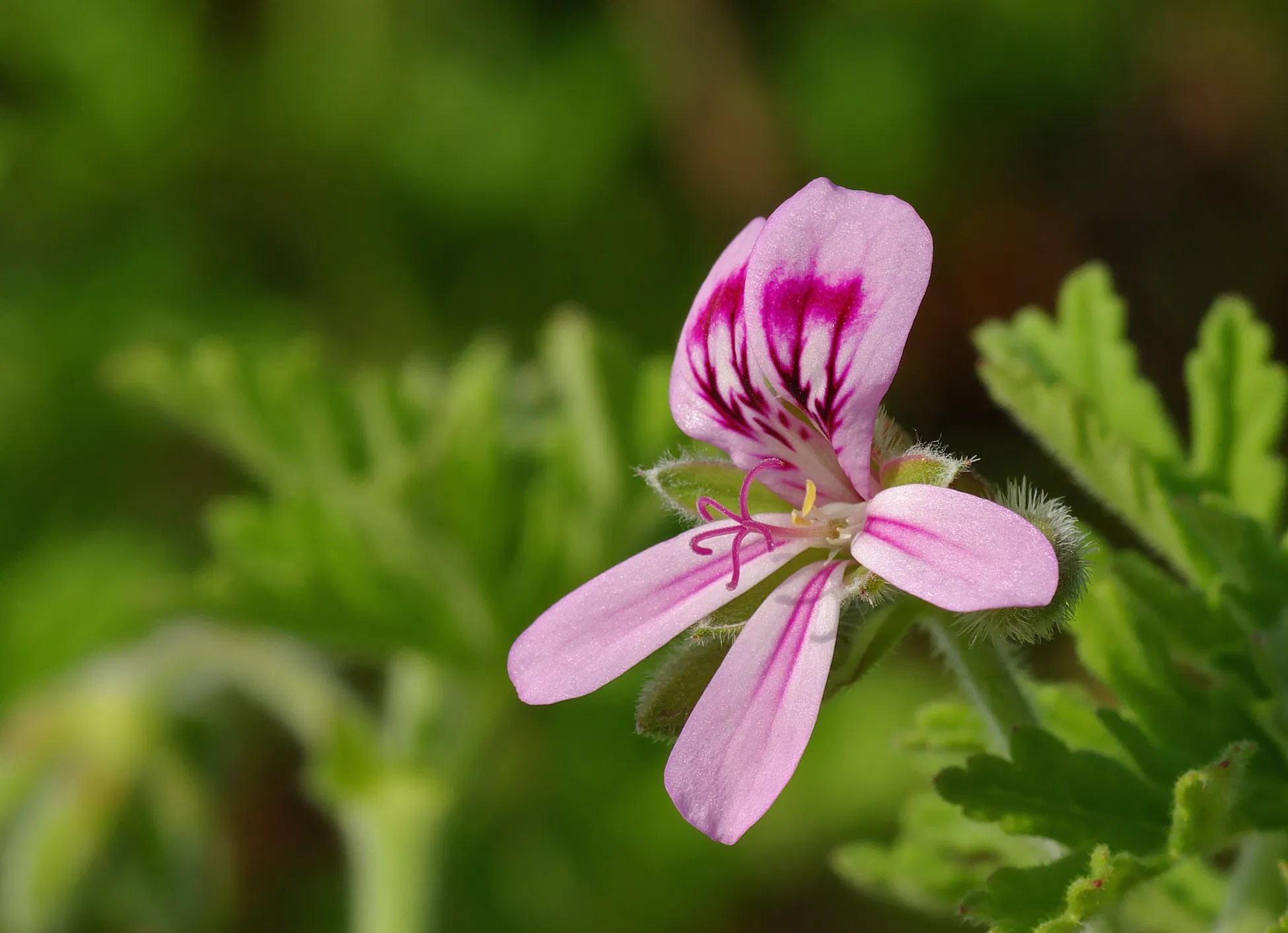 Growing Indoor LemonScented Geranium!