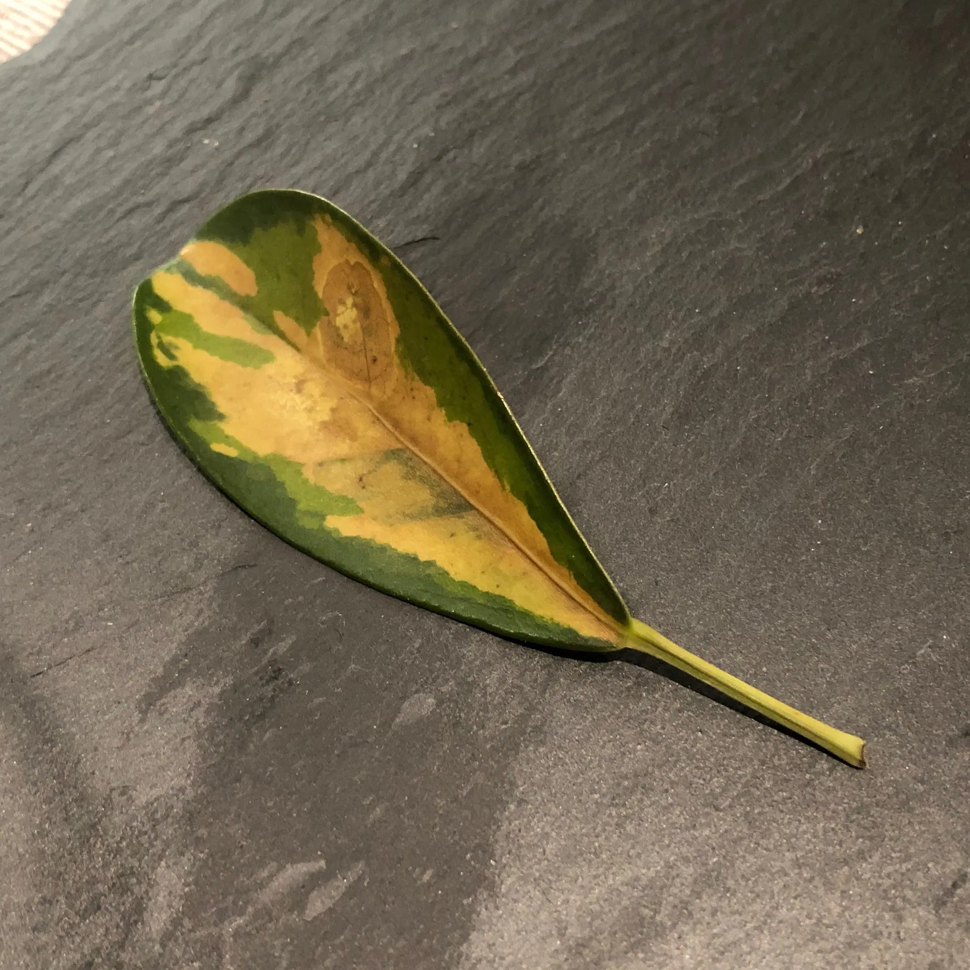 How to Grow Indoor Umbrella Trees! (Schefflera Arboricola)