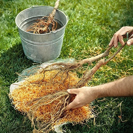 قد تكون أو لا تكون الكمثرى من نوع أو صنف واحد صالحة للأكل