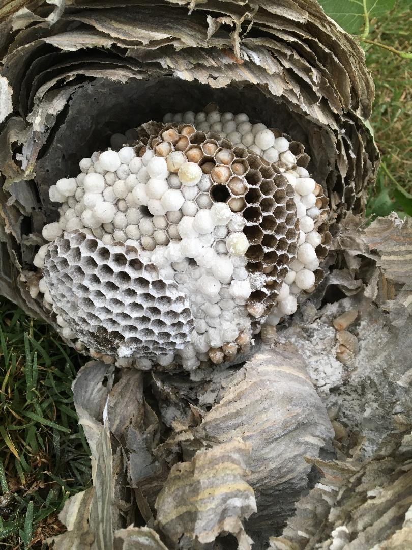 Destruction de nids de frelons asiatique et guêpes en RhôneAlpes