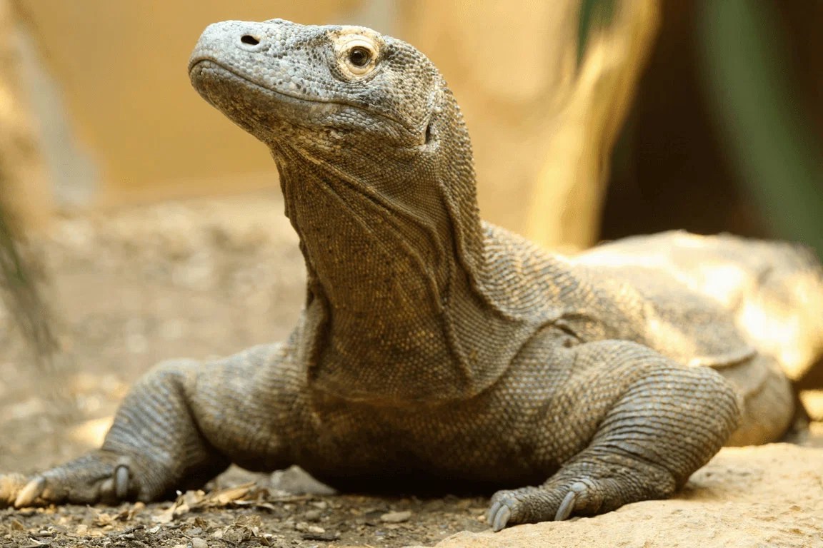 Help Wild Animals Adopt An Animal Kits