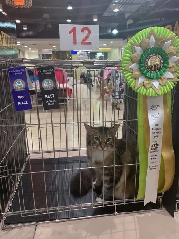 งานประกวดมาตราฐาน CFA ในงาน CFA International Cat Show 2019