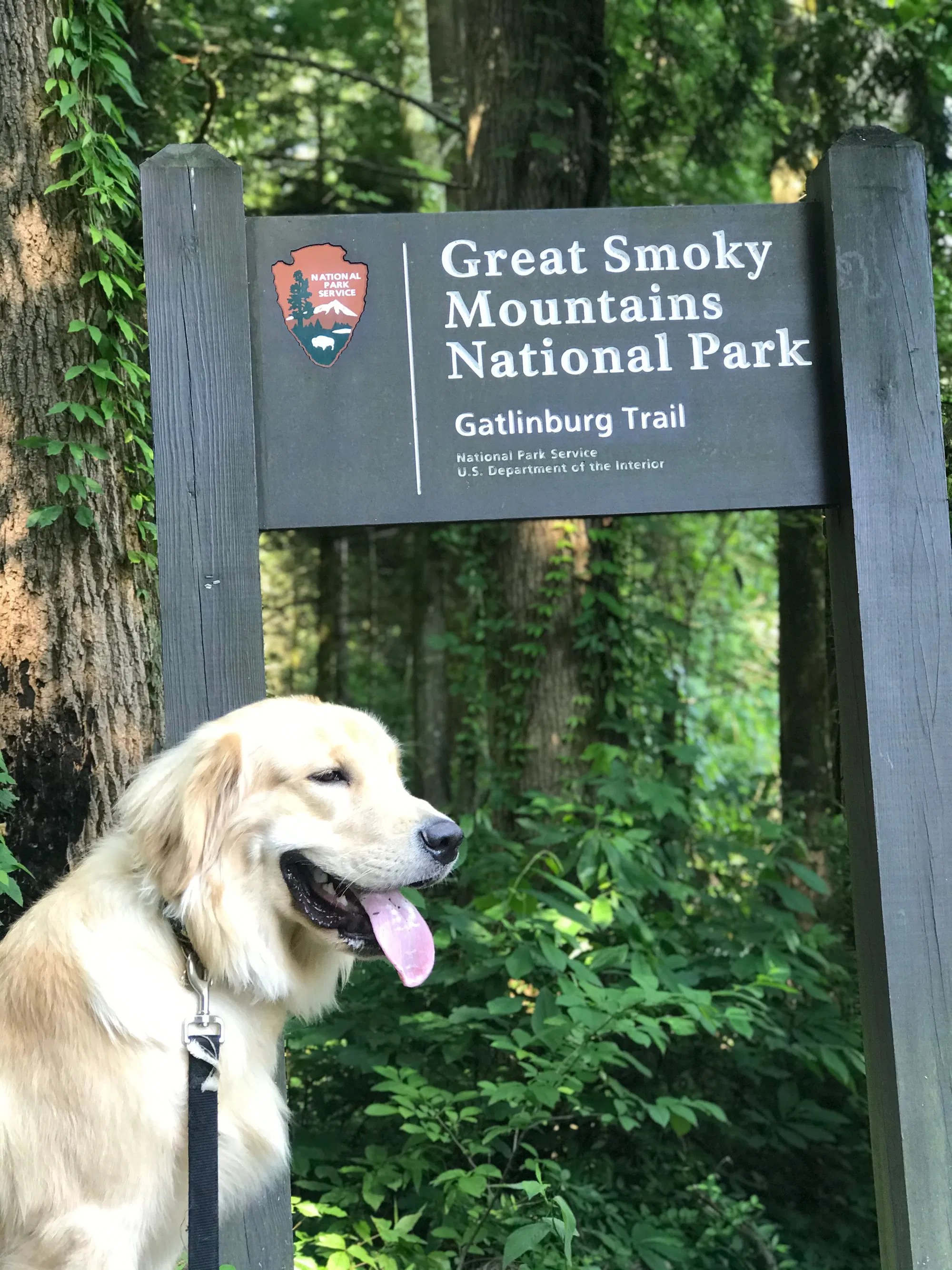 The Gatlinburg Trail A DogFriendly Hike
